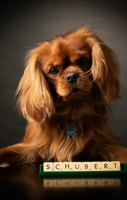 portraits animaux toulouse, laurent belet